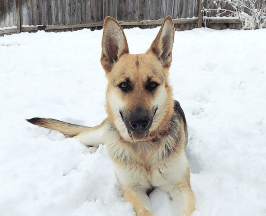 This is Bella, a brown, black and white 2 yr old german shepherd availaible for adoption at HUmane Society of South Platte Valley in Littleton, CO. Bella is lying in the snow.